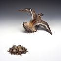 Barth Killdeer_250 Barth Killdeer_250