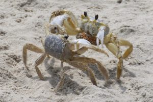 Youth-Honorable Mention- Crab Fight by Sean Richardson